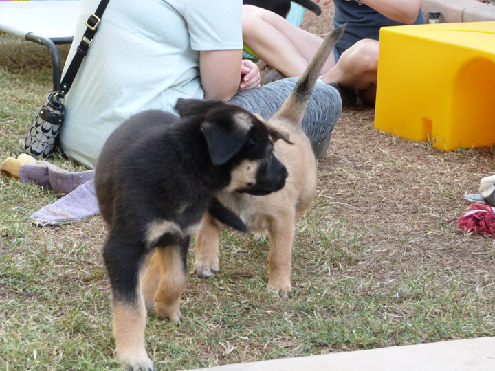 chinook dog